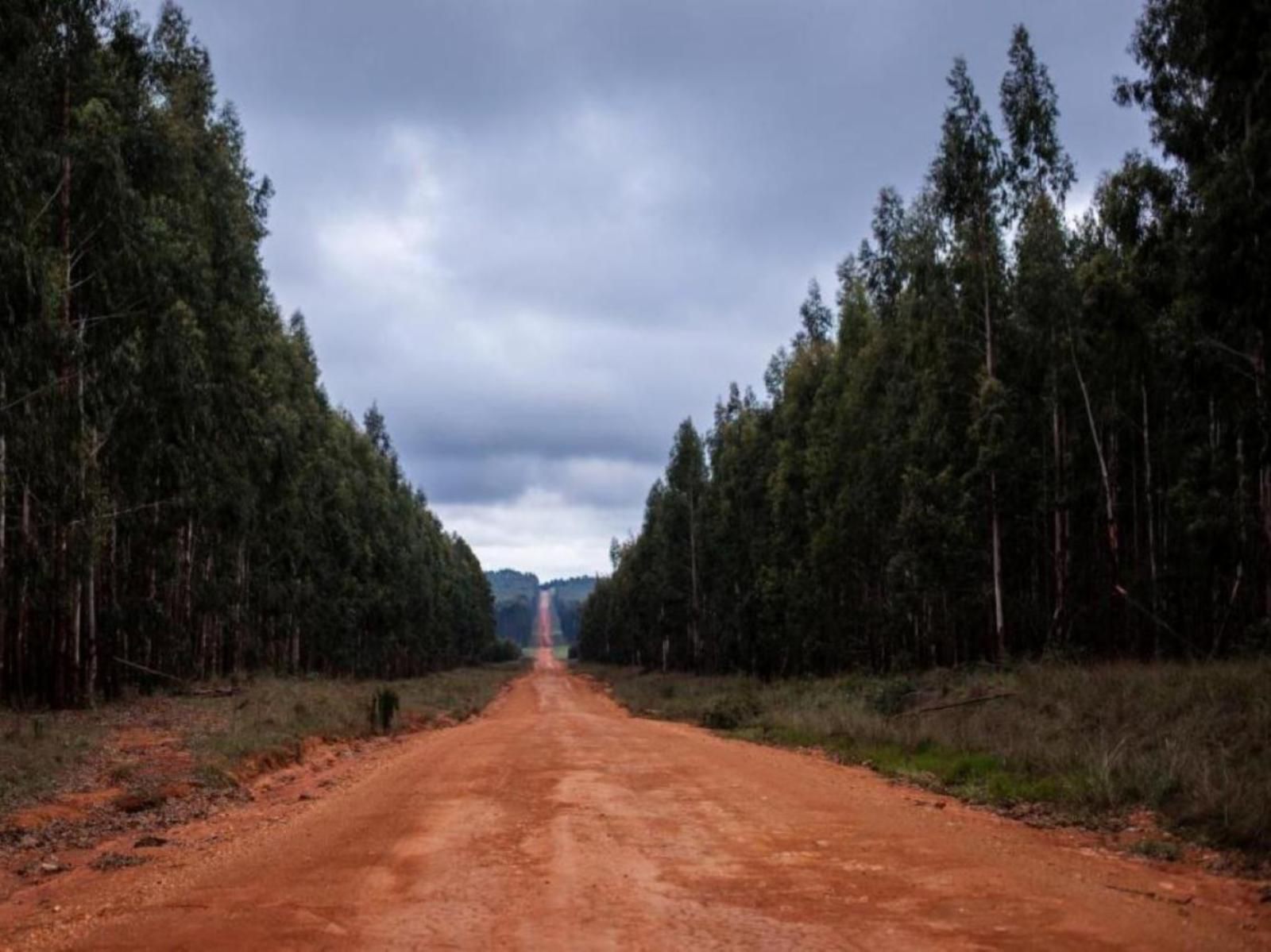 The Bubble Valley Piet Retief Mpumalanga South Africa Complementary Colors, Forest, Nature, Plant, Tree, Wood, Street