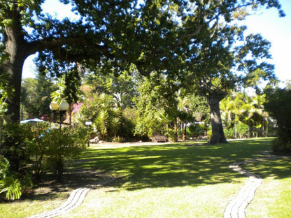 The Country Guesthouse Raithby Stellenbosch Western Cape South Africa Palm Tree, Plant, Nature, Wood, Tree