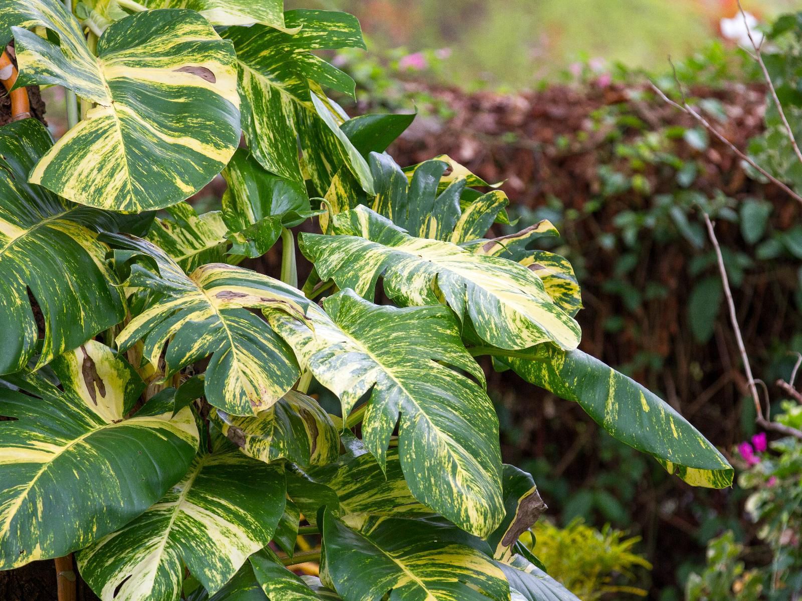 The Courtney Lodge, Leaf, Plant, Nature, Tree, Wood, Garden, Vegetable, Food