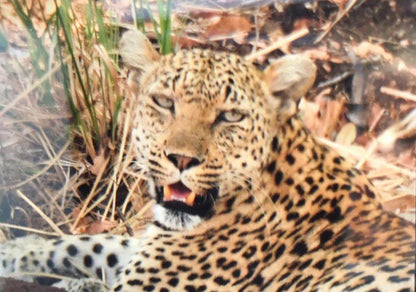 The Daniel Lo Marloth Park Mpumalanga South Africa Leopard, Mammal, Animal, Big Cat, Predator