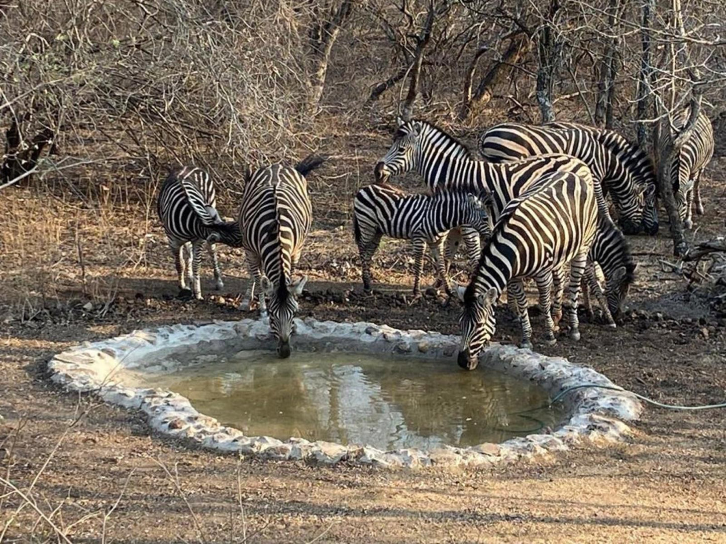 The Den At Kruger 3479 Marloth Park Mpumalanga South Africa Zebra, Mammal, Animal, Herbivore