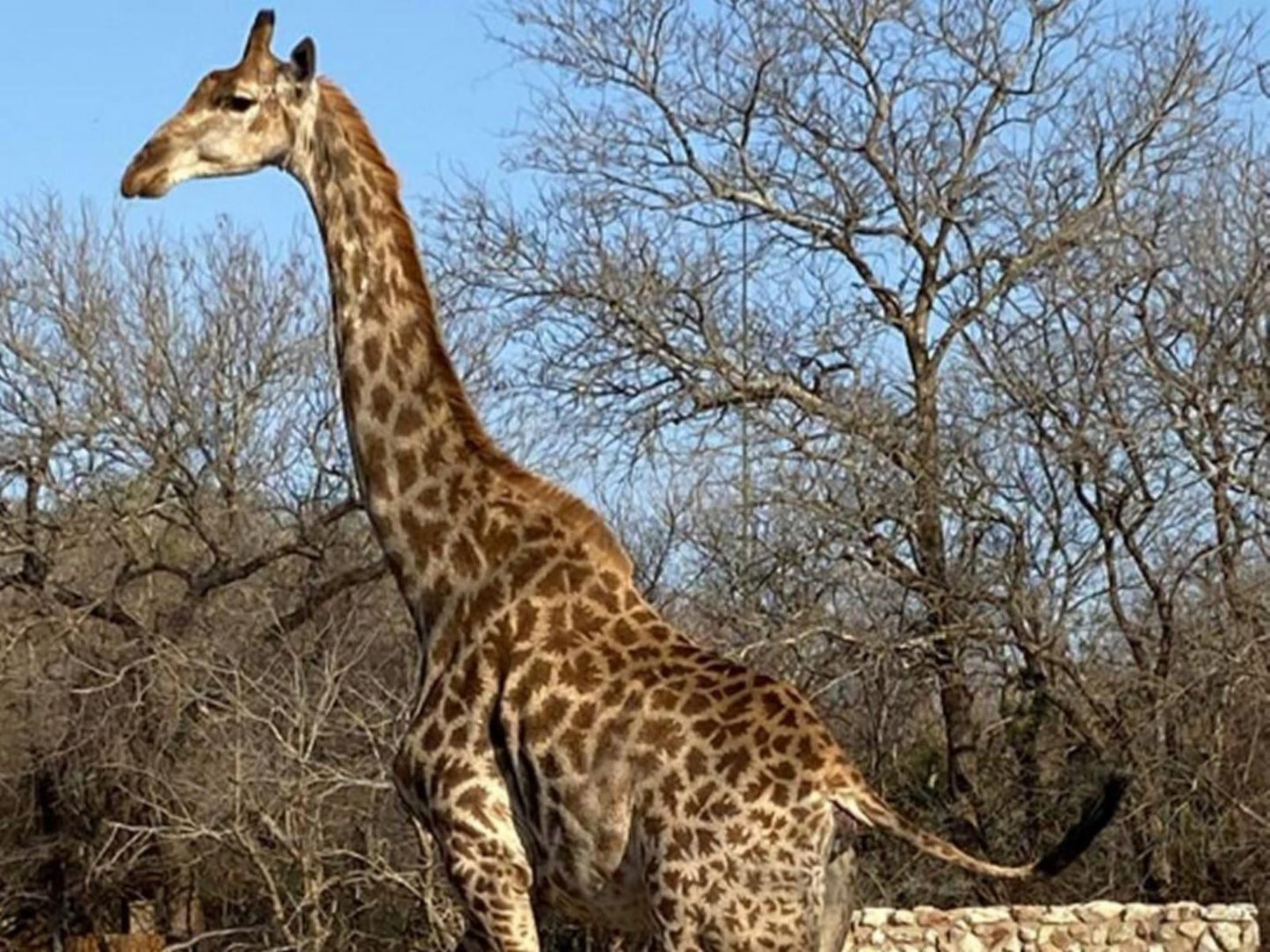 The Den At Kruger 3479 Marloth Park Mpumalanga South Africa Giraffe, Mammal, Animal, Herbivore