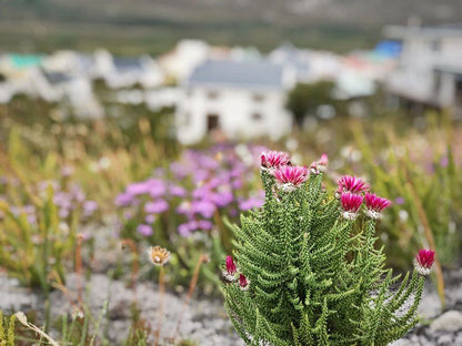 The Fynbos House Pringle Bay Western Cape South Africa Plant, Nature, Bokeh