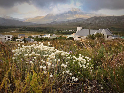 The Fynbos House Pringle Bay Western Cape South Africa Mountain, Nature