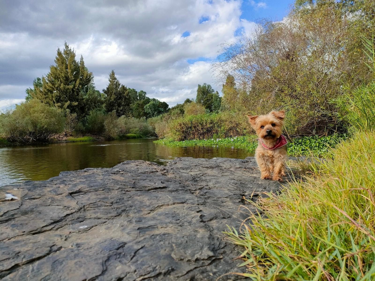 The Gaia Sanctuary, Dog, Mammal, Animal, Pet, River, Nature, Waters, Waterskiing, Water Sport, Sport, Person