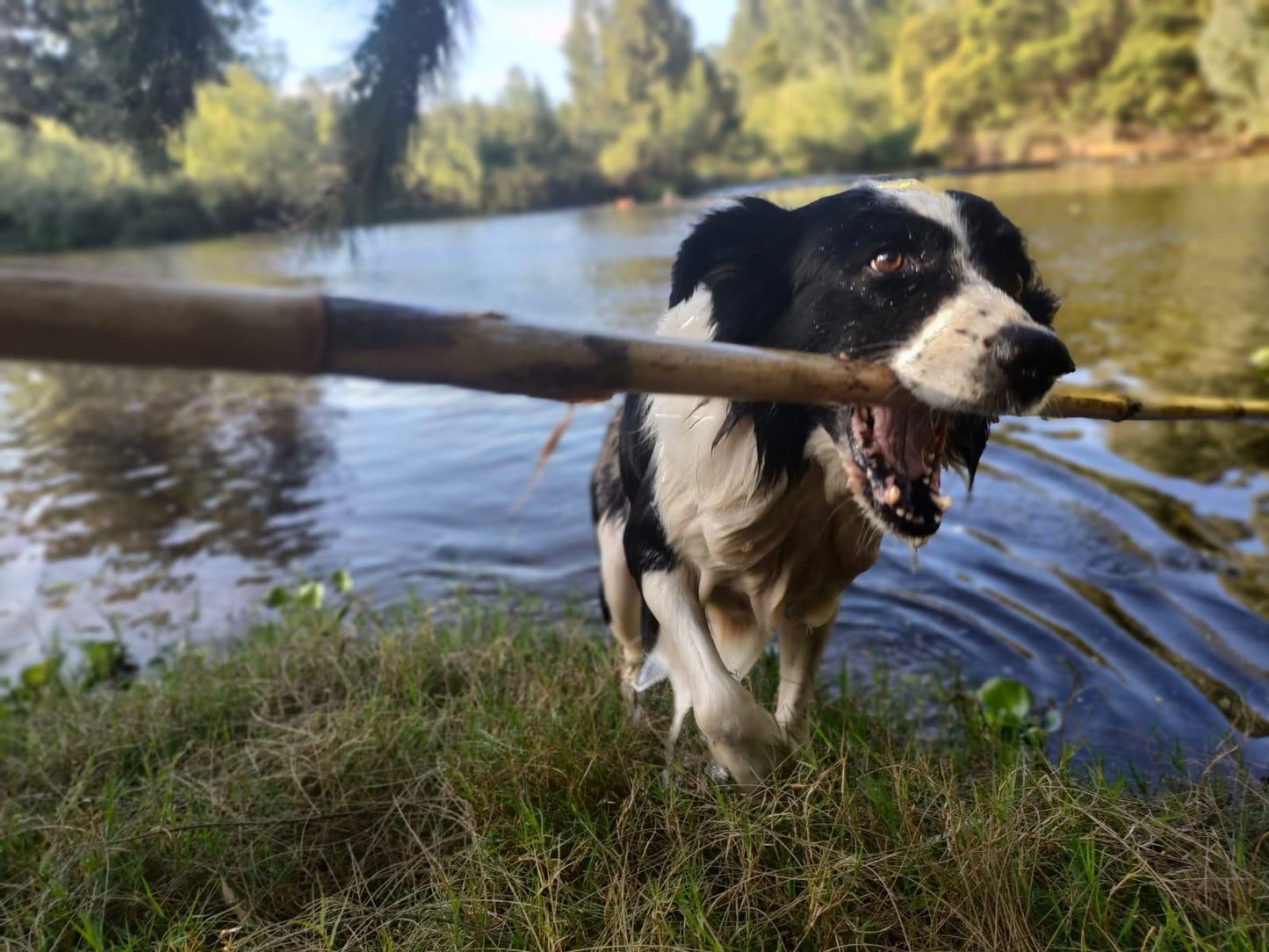 The Gaia Sanctuary, Dog, Mammal, Animal, Pet, River, Nature, Waters, Waterskiing, Water Sport, Sport, Person