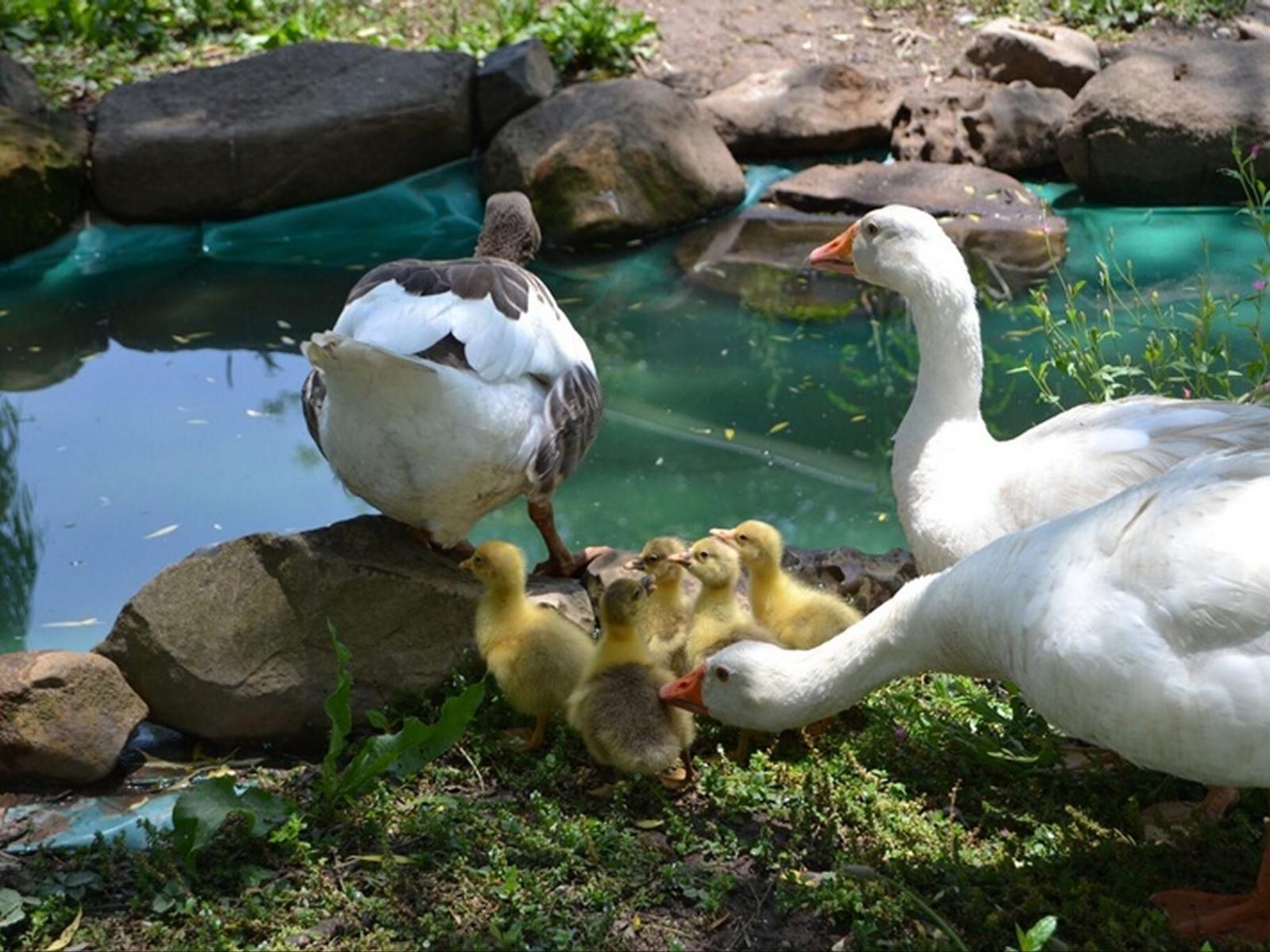 The Goose House Rosetta Kwazulu Natal South Africa Duck, Bird, Animal