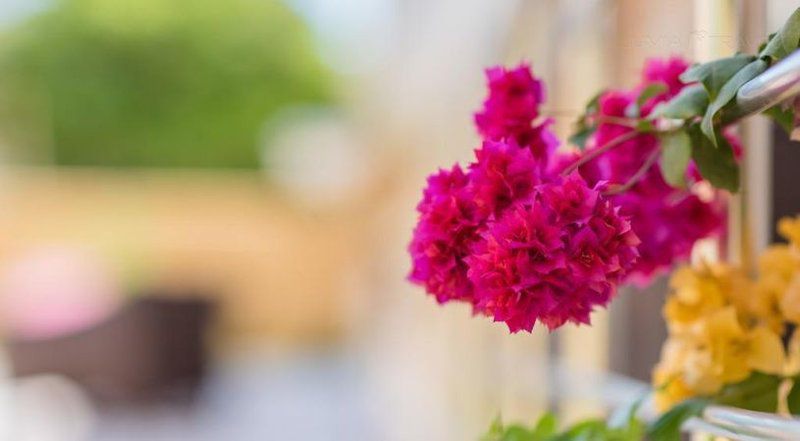 The Green Of Oysterbay Oyster Bay Eastern Cape South Africa Blossom, Plant, Nature, Bouquet Of Flowers, Flower, Bokeh