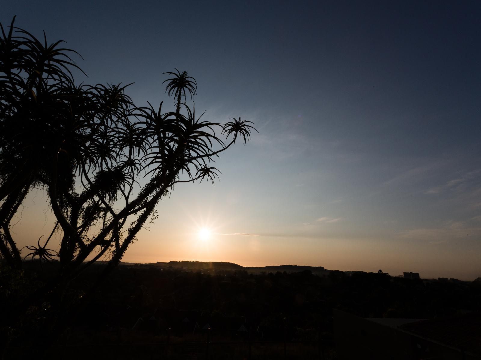 The Gregory, Palm Tree, Plant, Nature, Wood, Sky, Sunset