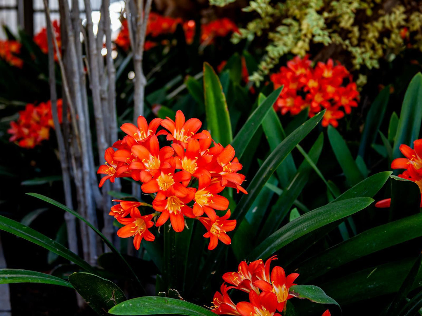 The Grey House, Flower, Plant, Nature, Garden