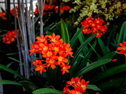 The Grey House, Flower, Plant, Nature, Garden