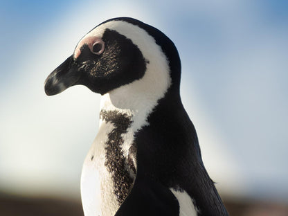 The Grosvenor Guest House Simons Town Cape Town Western Cape South Africa Penguin, Bird, Animal