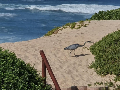 The Gull Myoli Beach Sedgefield Western Cape South Africa Beach, Nature, Sand, Animal