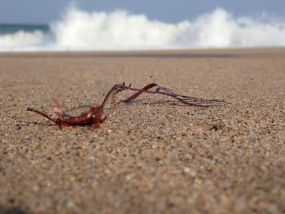 The Hatchery, Beach, Nature, Sand