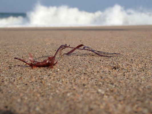 The Hatchery, Beach, Nature, Sand