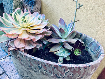 The John Bauer Pottery Studio, Plant, Nature