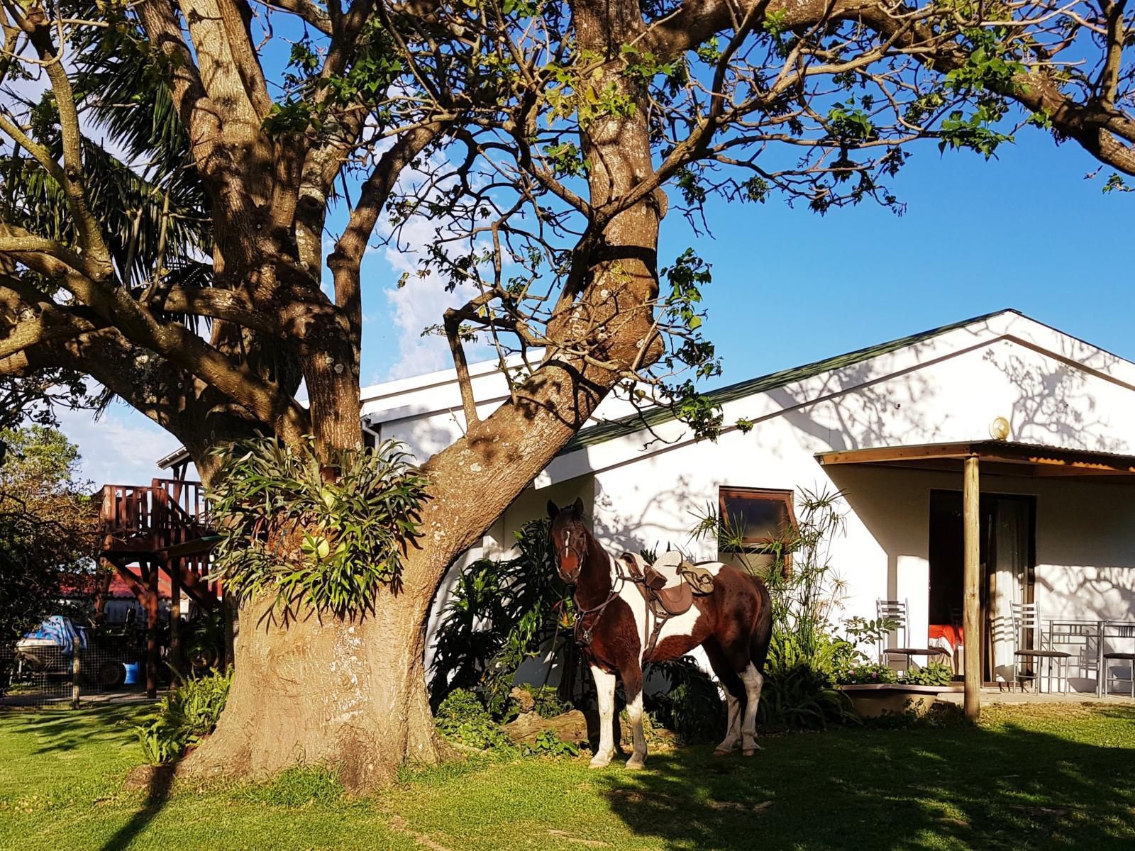 The Kei Mouth Guest Lodge Collection, The Loft - 2 bedroom flat, Horse, Mammal, Animal, Herbivore