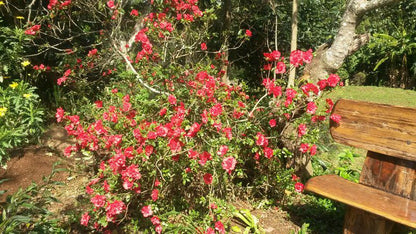 The Lapa Hillcrest Durban Kwazulu Natal South Africa Blossom, Plant, Nature, Garden