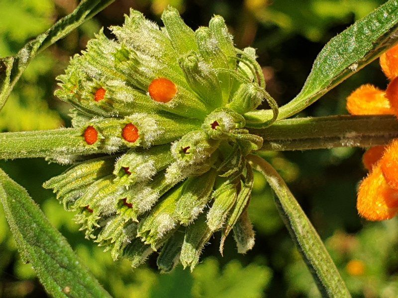 The Lapa Hillcrest Durban Kwazulu Natal South Africa Colorful, Plant, Nature