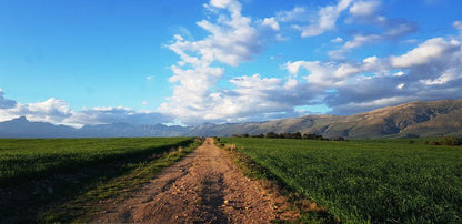 The Lark De Weiglhuys Farm Tulbagh Western Cape South Africa Complementary Colors, Field, Nature, Agriculture, Leading Lines, Lowland