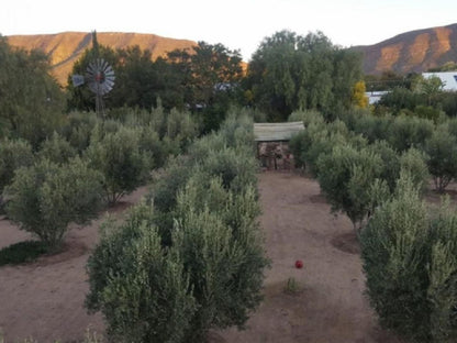 The Lemon Tree Prince Albert Western Cape South Africa Unsaturated, Cactus, Plant, Nature, Desert, Sand, Garden