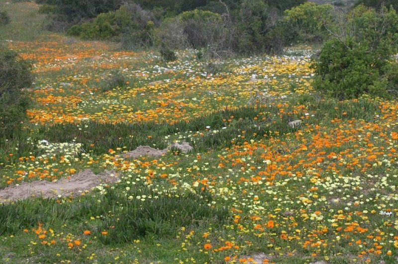 The Liferboat Port Owen Velddrif Western Cape South Africa Flower, Plant, Nature, Meadow