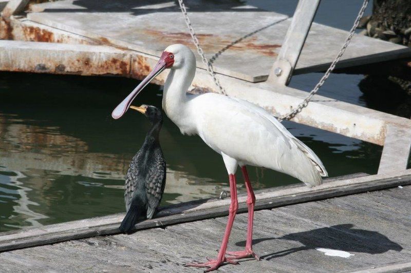 The Liferboat Port Owen Velddrif Western Cape South Africa Unsaturated, Pelican, Bird, Animal