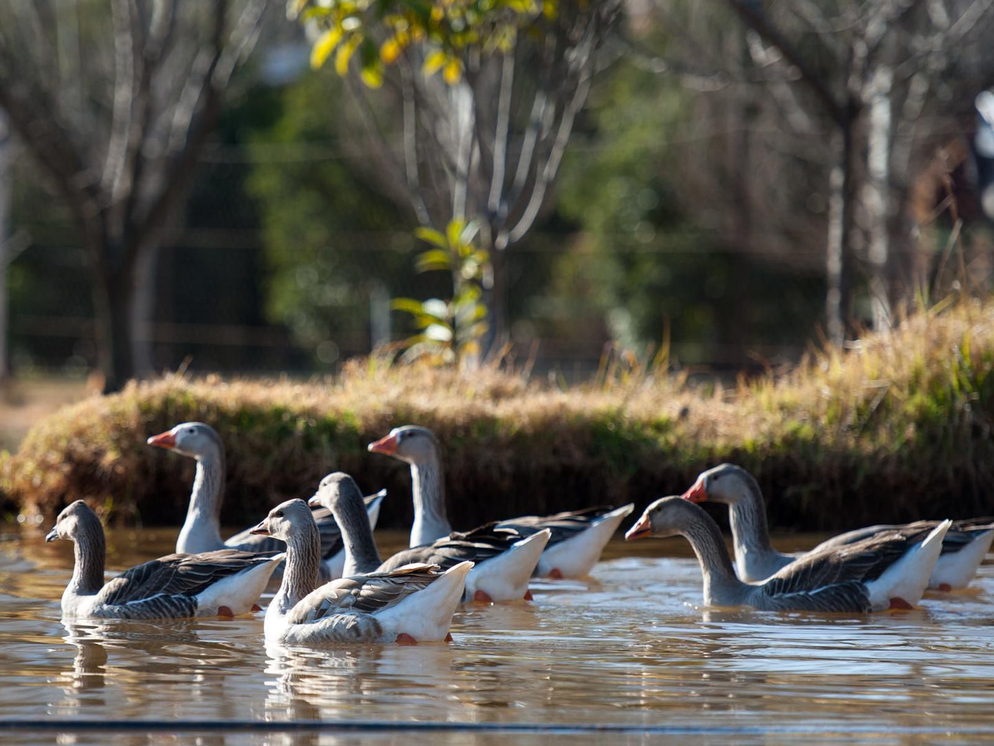 The Meadows At Millstream, Goose, Bird, Animal