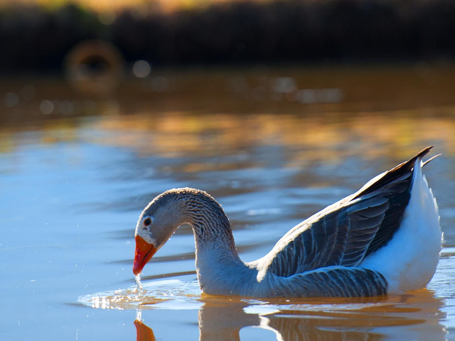 The Meadows At Millstream, Bird, Animal