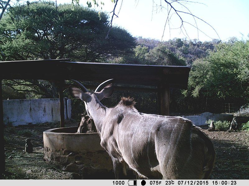 The Mule And Hound Mountain Retreat Swartruggens North West Province South Africa Animal