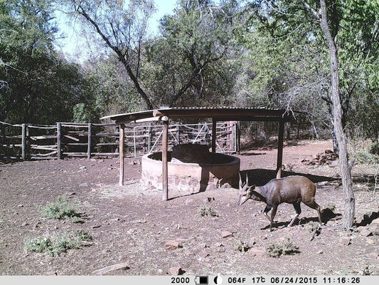 The Mule And Hound Mountain Retreat Swartruggens North West Province South Africa Unsaturated, Cabin, Building, Architecture, Animal