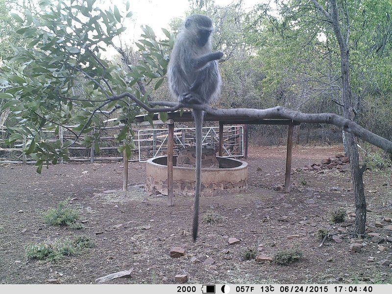 The Mule And Hound Mountain Retreat Swartruggens North West Province South Africa Unsaturated, Primate, Mammal, Animal