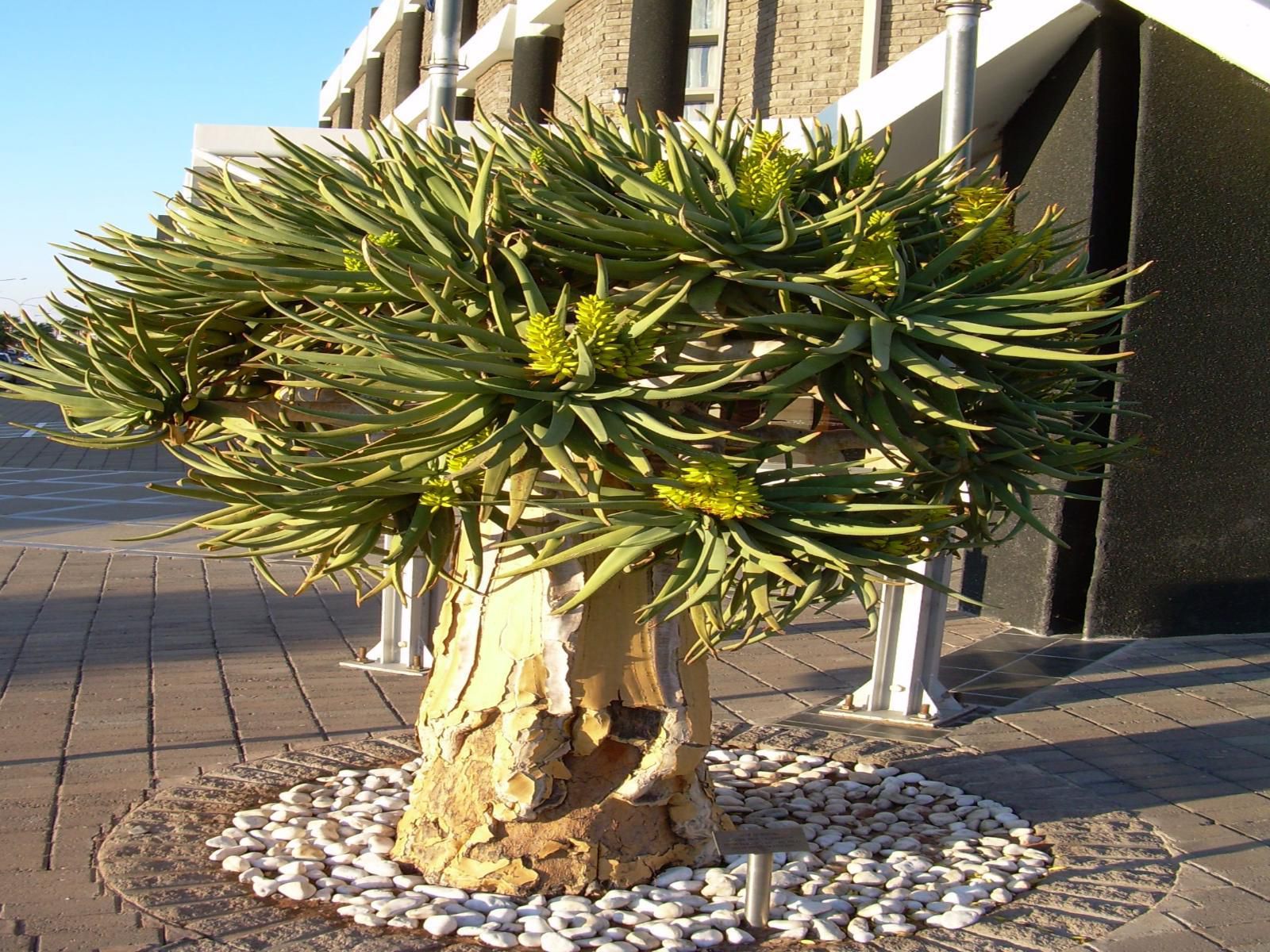 The Oasis Hotel Upington Northern Cape South Africa Plant, Nature, Tree, Wood