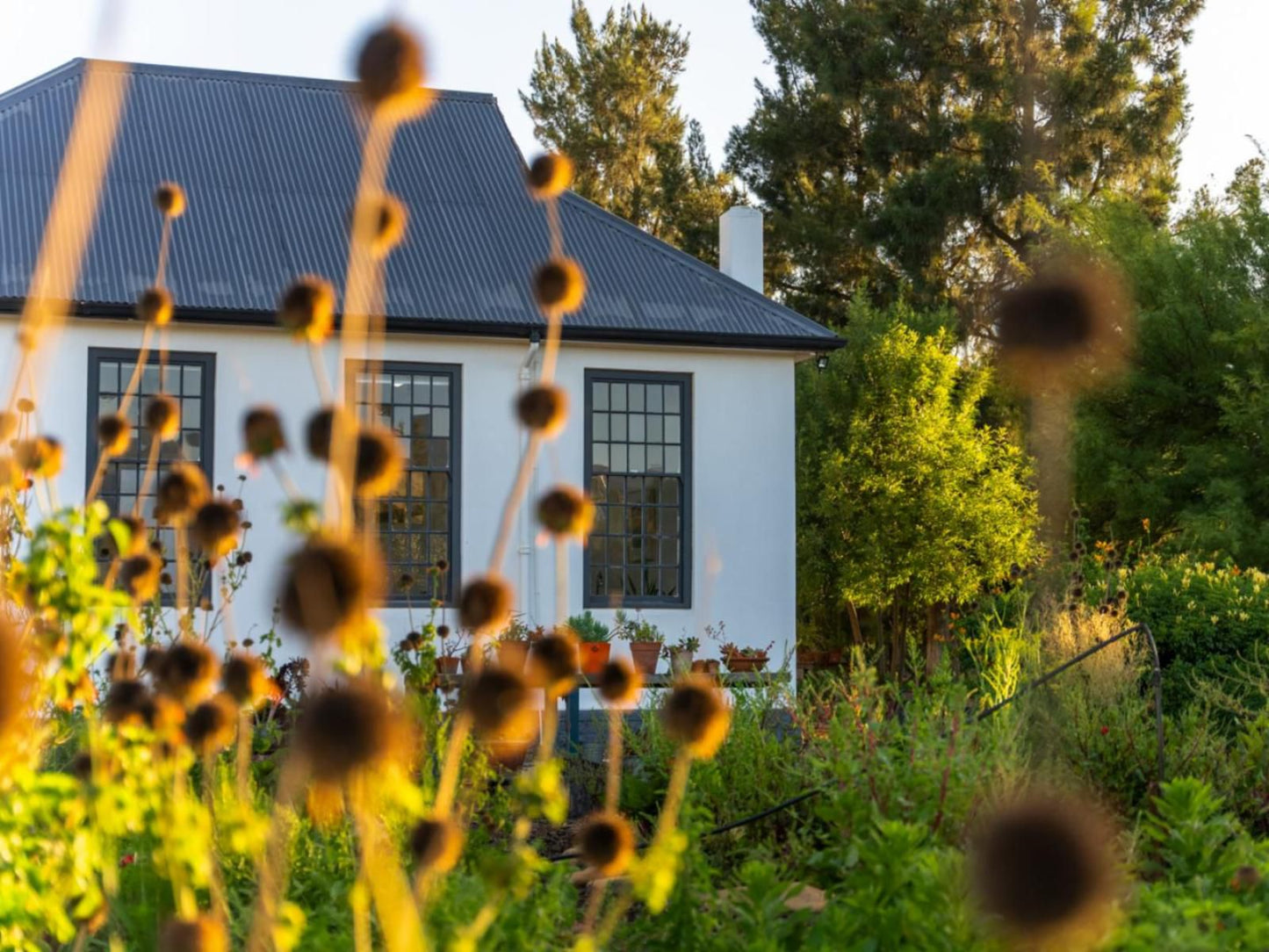 The Old School Mcgregor, Flower, Plant, Nature, House, Building, Architecture, Sunflower