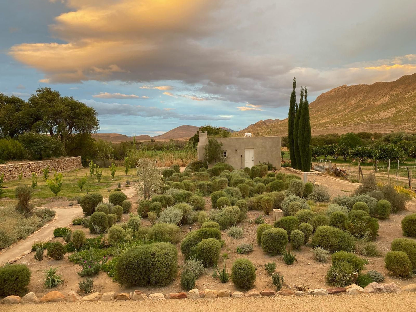 The Olive House Prince Albert Western Cape South Africa Cactus, Plant, Nature