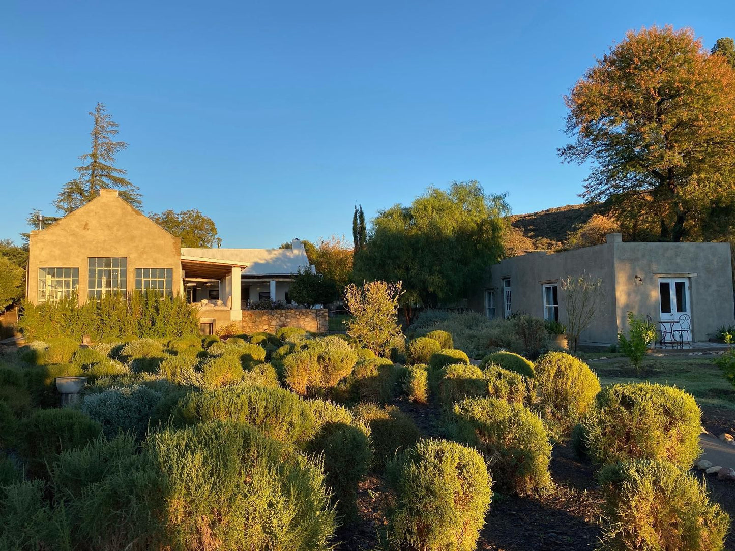 The Olive House Prince Albert Western Cape South Africa Complementary Colors, Garden, Nature, Plant