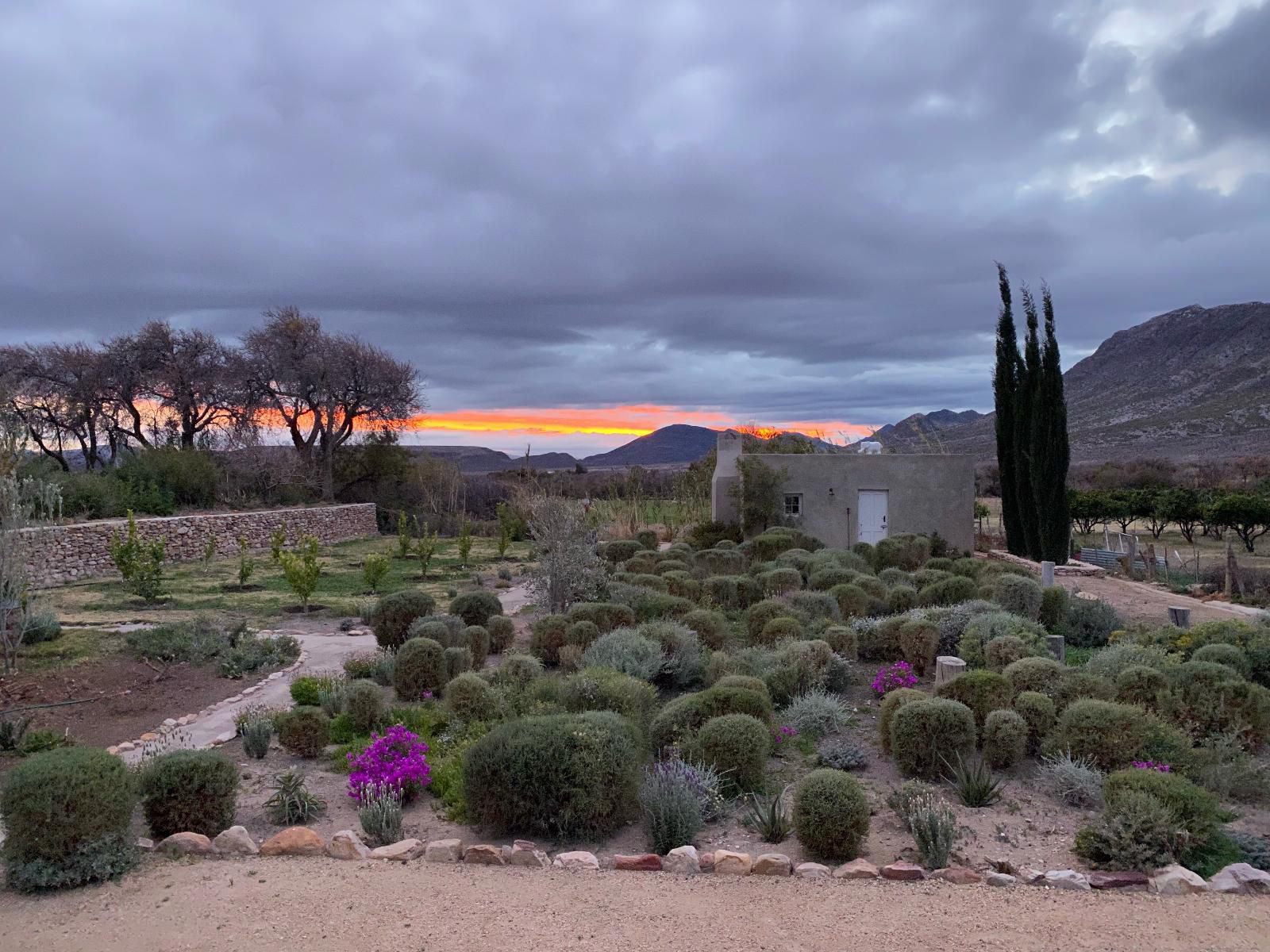 The Olive House Prince Albert Western Cape South Africa Cactus, Plant, Nature, Garden