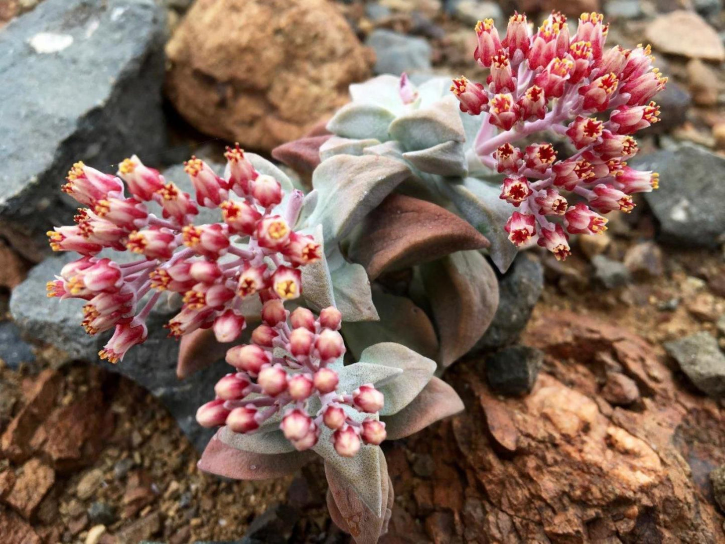 The Olive House Prince Albert Western Cape South Africa Blossom, Plant, Nature