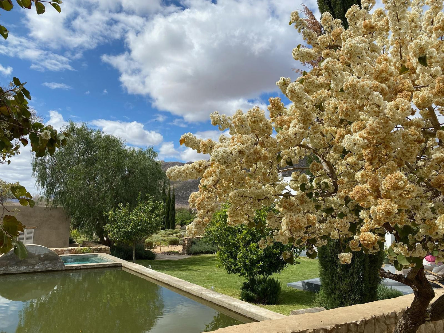 The Olive House Prince Albert Western Cape South Africa Complementary Colors, Blossom, Plant, Nature, Garden