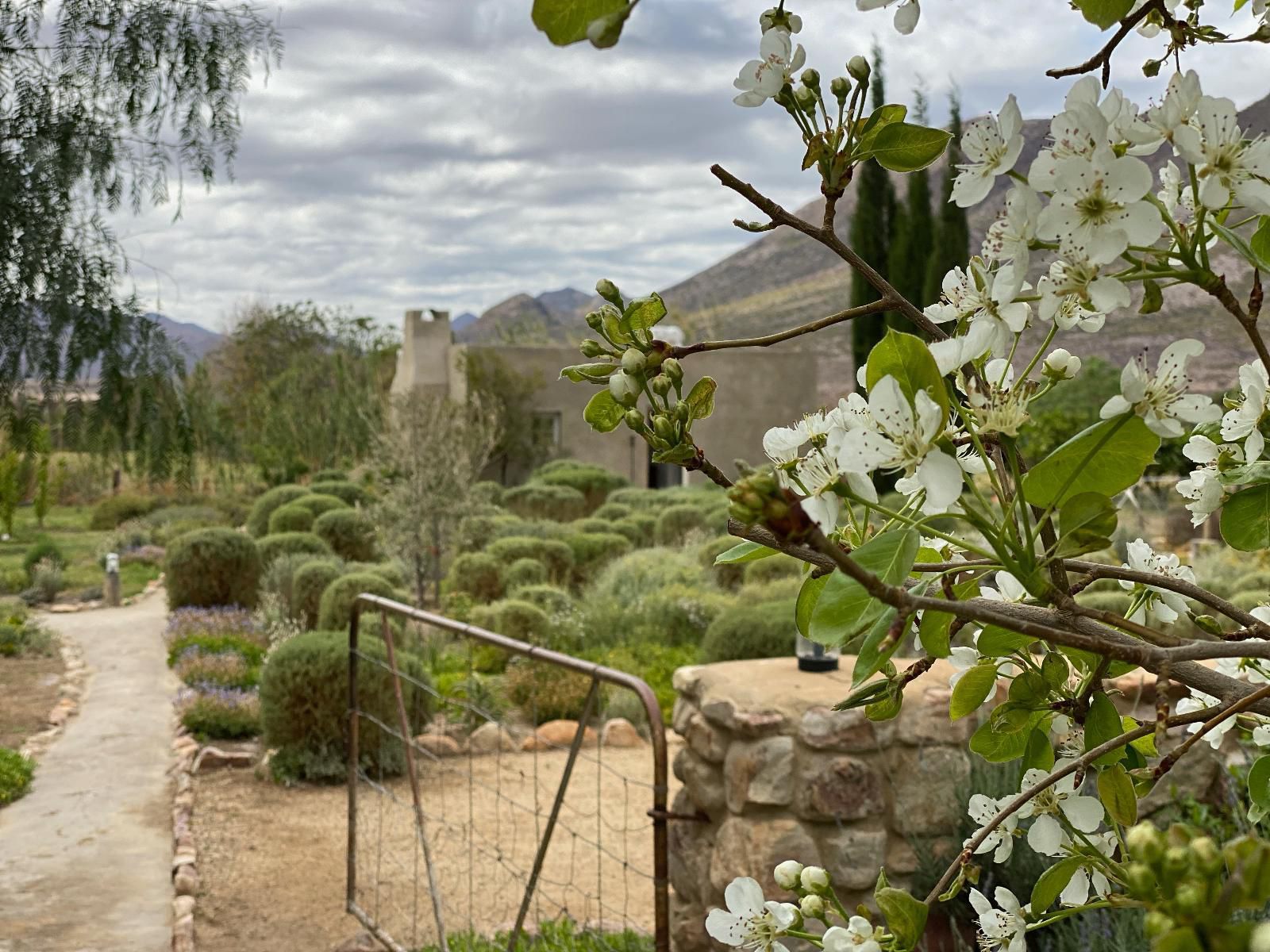 The Olive House Prince Albert Western Cape South Africa Cactus, Plant, Nature, Garden