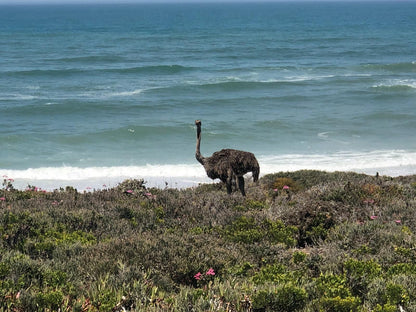 The Olive Tree Villa Yzerfontein Western Cape South Africa Beach, Nature, Sand, Cliff, Animal