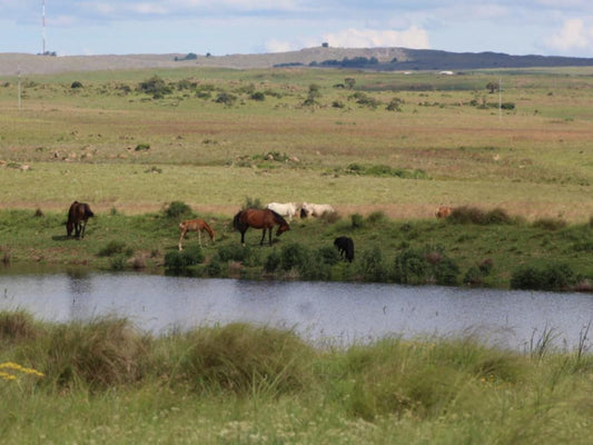 The Outpost Dullstroom Dullstroom Mpumalanga South Africa Animal, Lowland, Nature