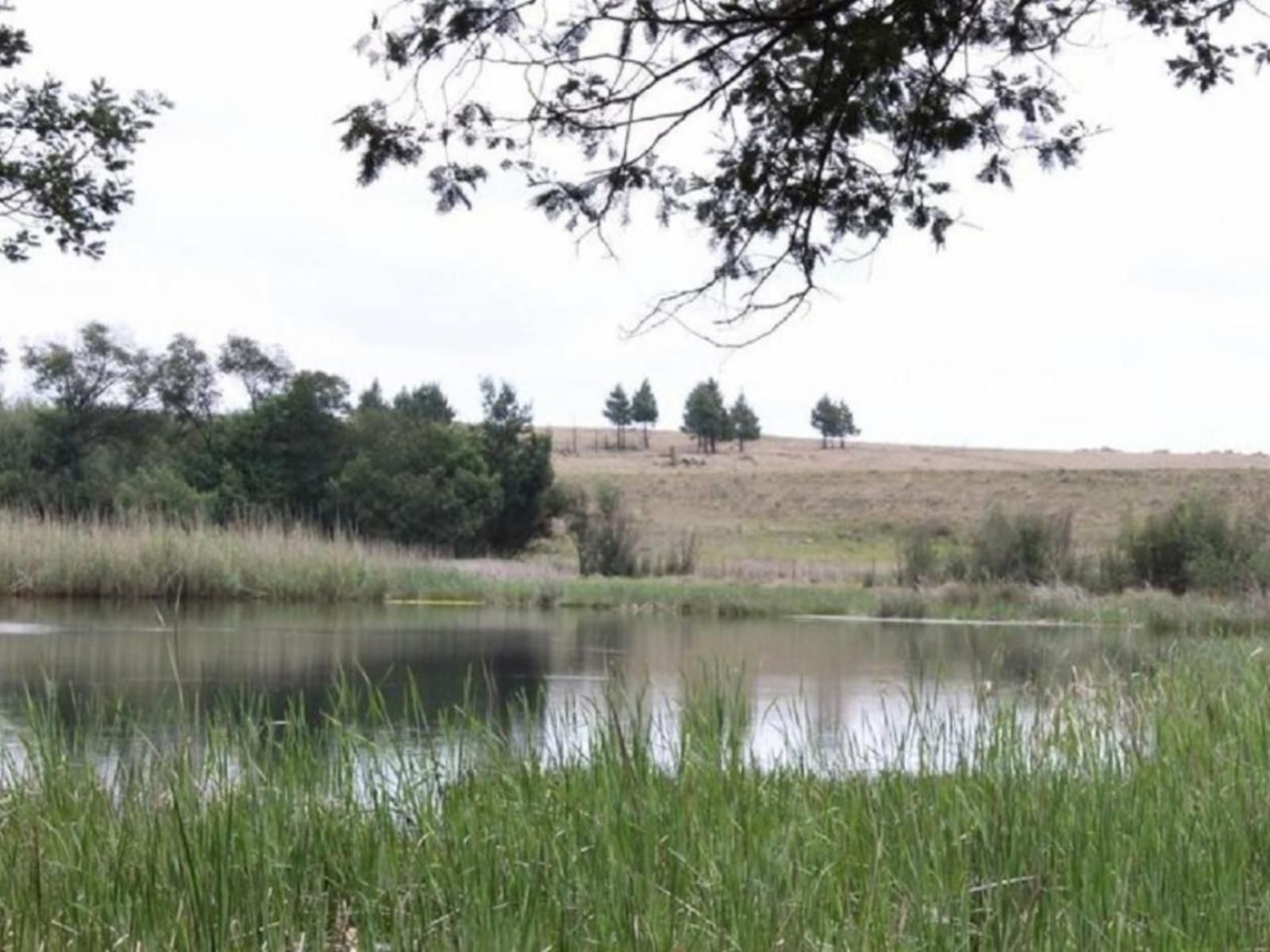 The Outpost Dullstroom Dullstroom Mpumalanga South Africa River, Nature, Waters, Tree, Plant, Wood, Lowland