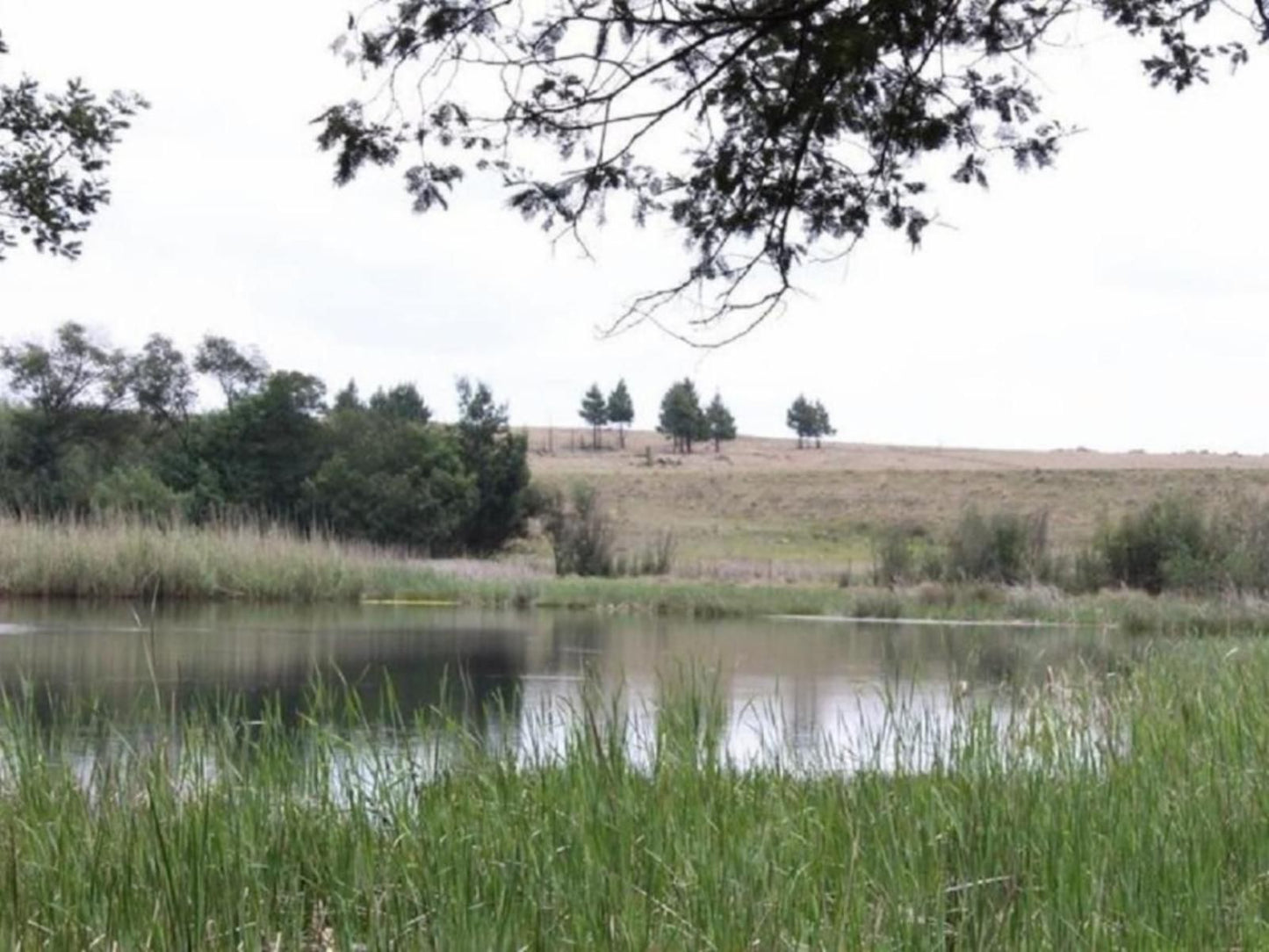 The Outpost Dullstroom Dullstroom Mpumalanga South Africa River, Nature, Waters, Tree, Plant, Wood, Lowland