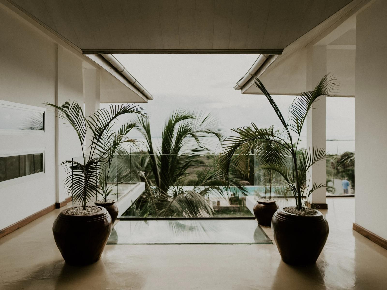 The Palm Residence, Sepia Tones, Palm Tree, Plant, Nature, Wood