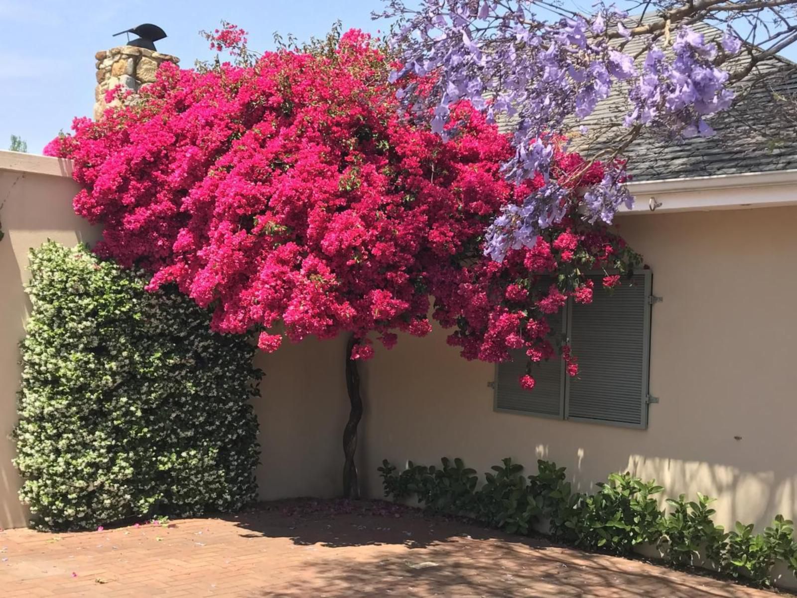 The Parkwood, Blossom, Plant, Nature, Garden