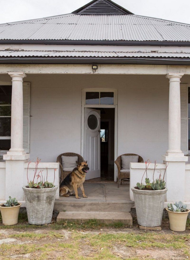 The Poplars Sneeuberg Eastern Cape South Africa Dog, Mammal, Animal, Pet, Door, Architecture, House, Building