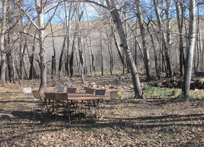 The Poplars Sneeuberg Eastern Cape South Africa Unsaturated, Forest, Nature, Plant, Tree, Wood