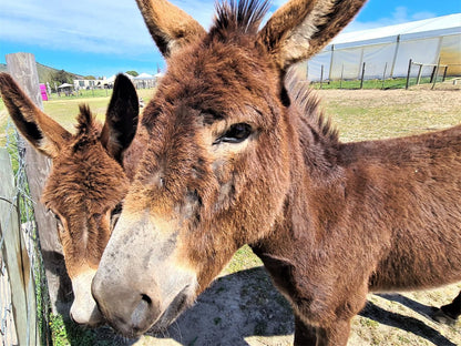 The Purple Windmill Klapmuts Western Cape South Africa Donkey, Mammal, Animal, Herbivore