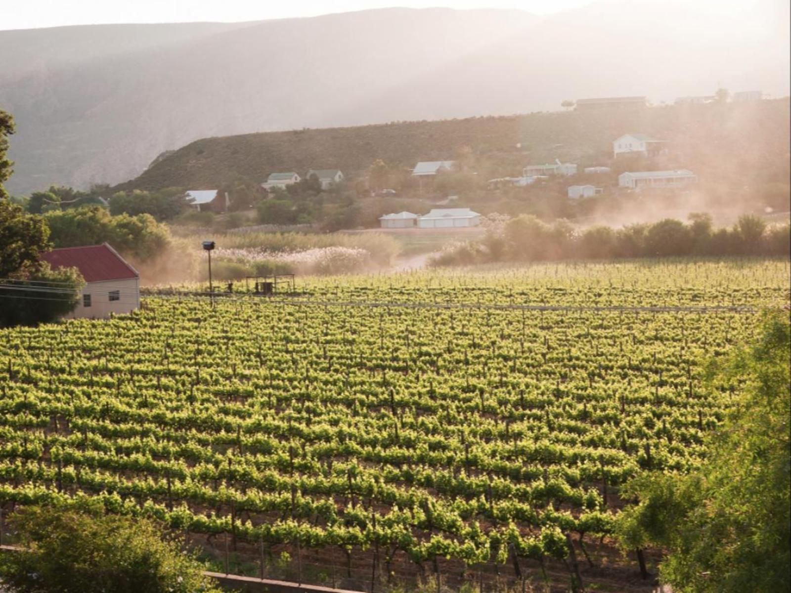 The Queen Of Calitzdorp Calitzdorp Western Cape South Africa Field, Nature, Agriculture, Food